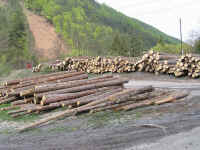drevadost.jpg (346583 bytes)