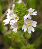 euphrasia.jpg (65491 bytes)