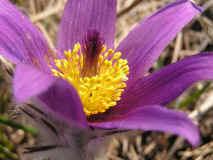 pulsatilla.jpg (69190 bytes)